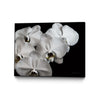 \"White Orchid Ii\" Canvas Framed Black 40x30 Wall Art
