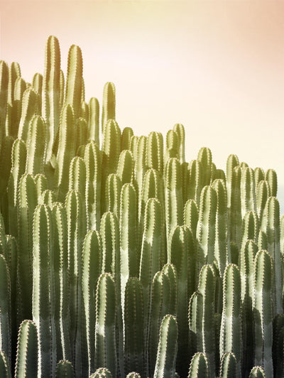 "Pink Sky Cactus" Giant Art 72x54 Wall Art