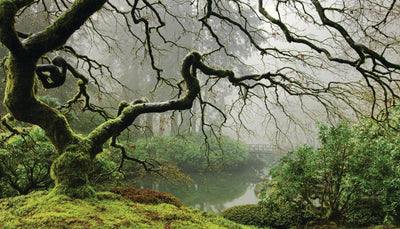 "Garden Mist" Giant Art 84x48 Wall Art