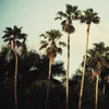 \"Beverly Hills I\" Giant Art 54x54 Wall Art