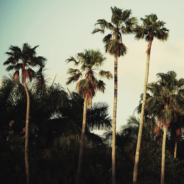 \"Beverly Hills I\" Giant Art 54x54 Wall Art