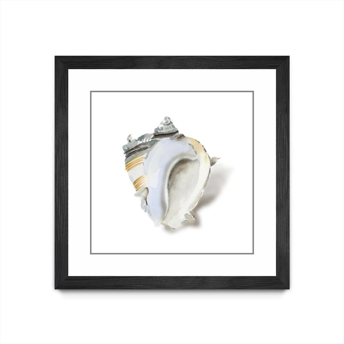 \"Seafoam Shell\" Matted and Framed Black 30x30 Wall Art