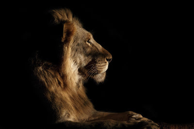 "Royal Meeting In The Night" Giant Art 72x48 Wall Art