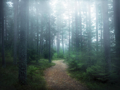 "Lindsten - The Forest Of Secrets" Giant Art 72x54 Wall Art