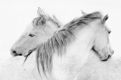 "Stas - Horses" Giant Art 84x54 Wall Art