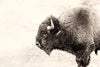 \"Buffalo\" Giant Art 72x48 Wall Art