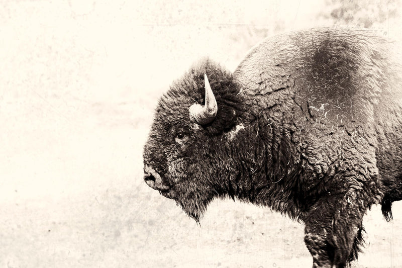\"Buffalo\" Giant Art 72x48 Wall Art
