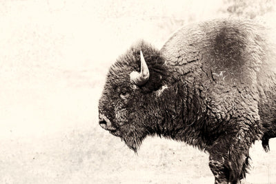"Buffalo" Giant Art 84x54 Wall Art