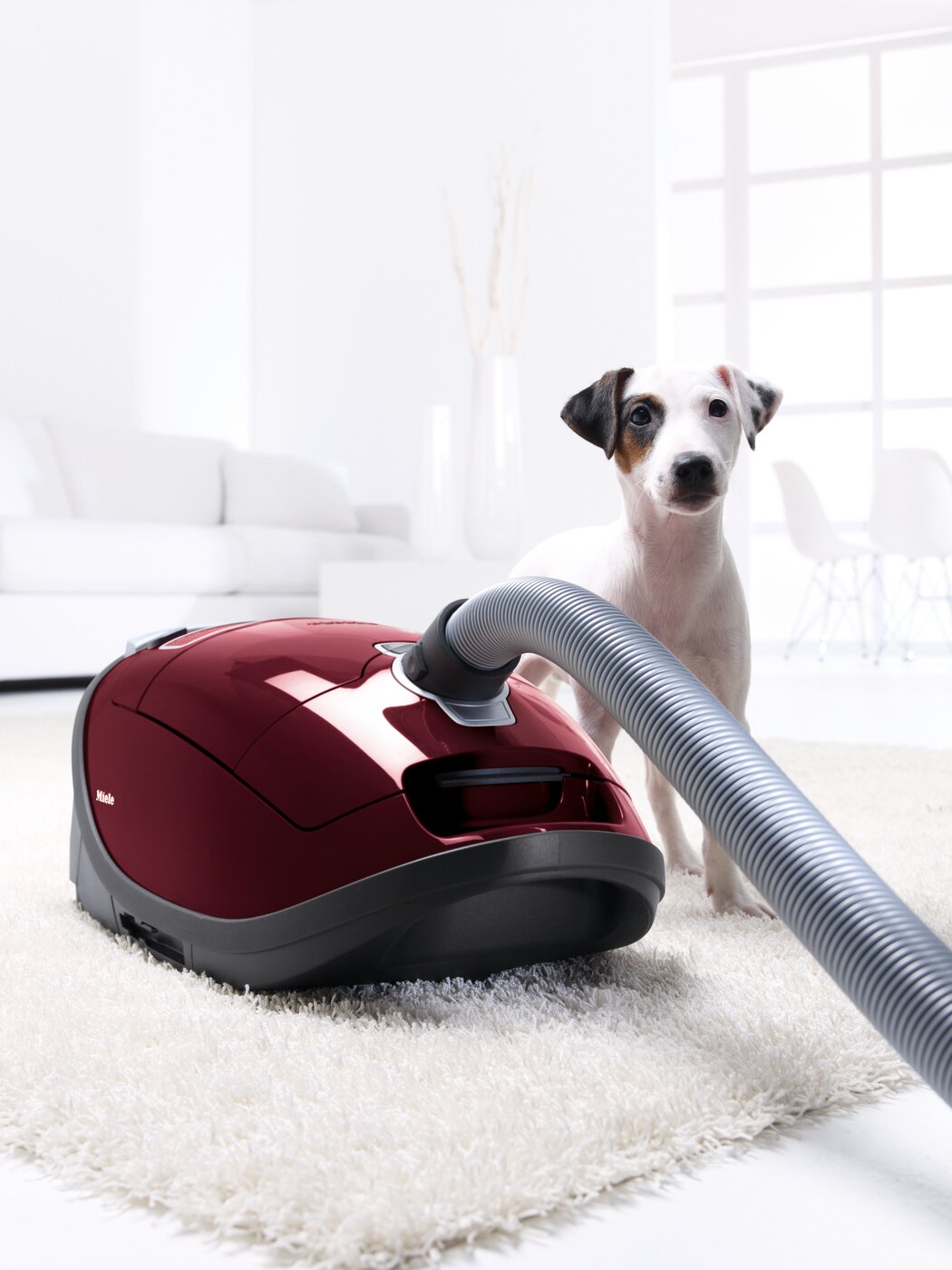 Dog Powerline Aspirateur Miele Cat And Dog Darty Miele Guard L1
